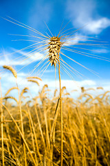 Image showing ear on the field on a background dark blue sky