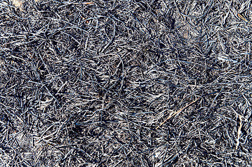 Image showing black fire-damaged grass as background