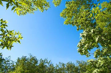 Image showing natural frame in wood