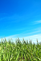 Image showing green grass and blue sky