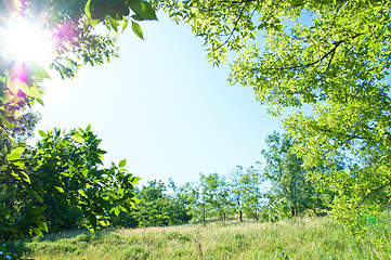 Image showing natural frame with tree and meadow and sunny
