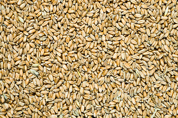 Image showing grain as good natural background