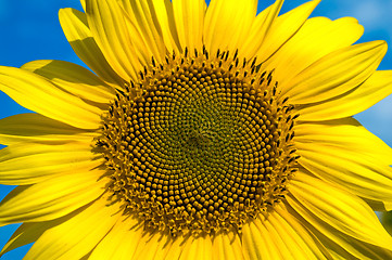 Image showing beautiful sunflower on field with clouds