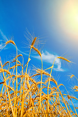 Image showing wheat ears with blue sky over them