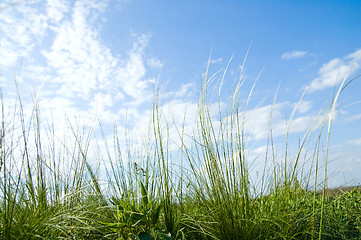 Image showing Stipa grass on blue sky background
