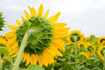 Image showing Sunflower