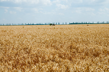 Image showing Field of ripe wheat