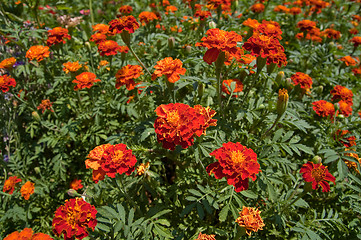 Image showing Marigolds in nature