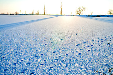 Image showing tracks in the snow at evening