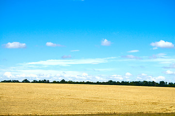 Image showing view on the field with new big harvest