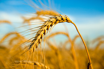 Image showing One golden wheat ear