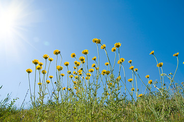 Image showing flowers under sun