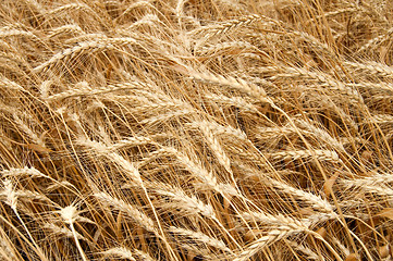 Image showing yellow grain ready for harvest. south Ukraine