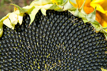 Image showing black seed of ripe sunflower as texture