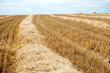 Image showing new harvest before pickup into combine