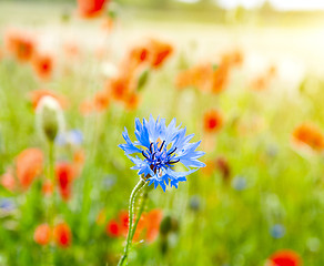 Image showing blue cornflowers and red poppy in nature meadow