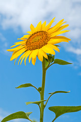 Image showing sunflower close-up central part