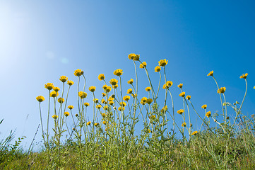 Image showing flowers under sun