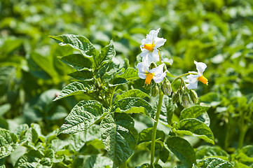 Image showing flower of potato on green background