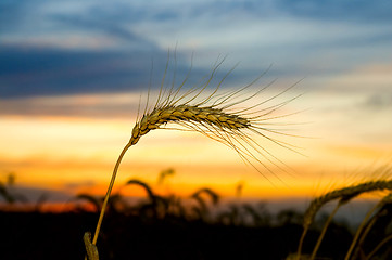 Image showing Ripe wheat at sunset