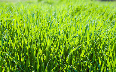 Image showing good green grass as background