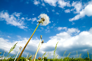 Image showing old dandelion and blue sky