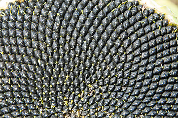 Image showing Black sunflowers seed