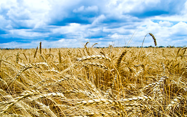 Image showing Golden wheat ears with dark low sky over them