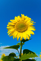 Image showing sunflower with sky over it