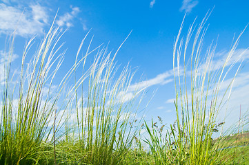 Image showing Feather grass
