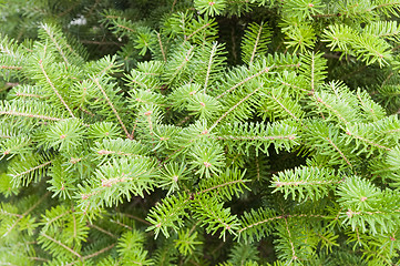 Image showing Green pine