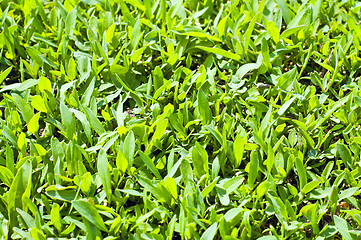 Image showing green grass