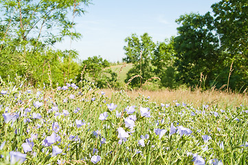 Image showing magic meadow in nature