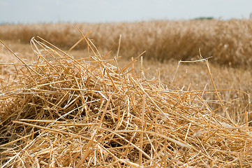 Image showing row of straw on field after harvesting