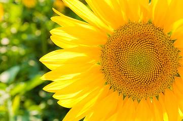 Image showing Sunflower on the field