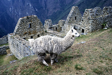 Image showing  Machu Picchu and lama, Peru