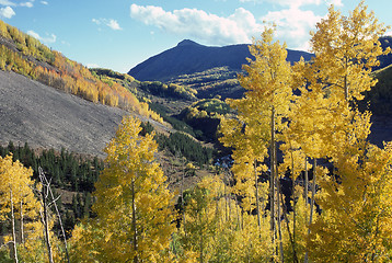 Image showing Autumn Forest