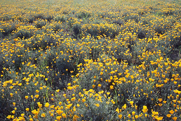 Image showing California Poppy