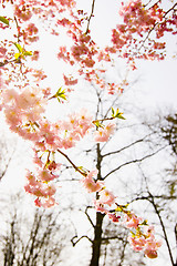 Image showing Blossoms of an almond tree