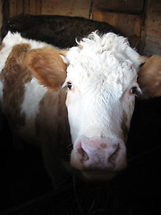 Image showing brown and white cow living on a farm