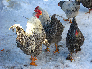 Image showing Hens on a court yard