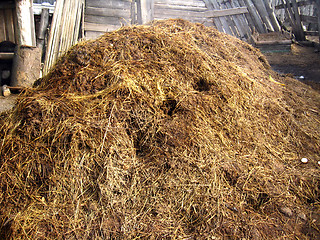 Image showing heap of the dung besides the shed
