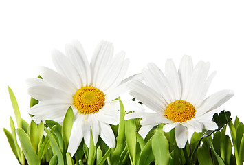 Image showing Beautiful Isolated Daisies