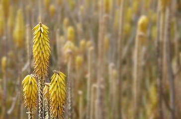 Image showing Aloe Vera Flowers