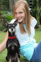 Image showing Proud little miniature pinscher dog