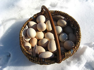 Image showing Basket with turkey's eggs