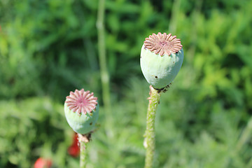 Image showing green head of the poppy