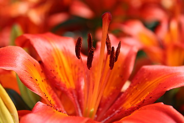 Image showing beautiful redheaded lilies