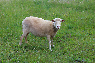 Image showing gray sheep grazing on a grass