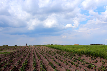 Image showing Kitchen garden of the ascended potato